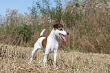 FOX TERRIER POIL LISSE 021